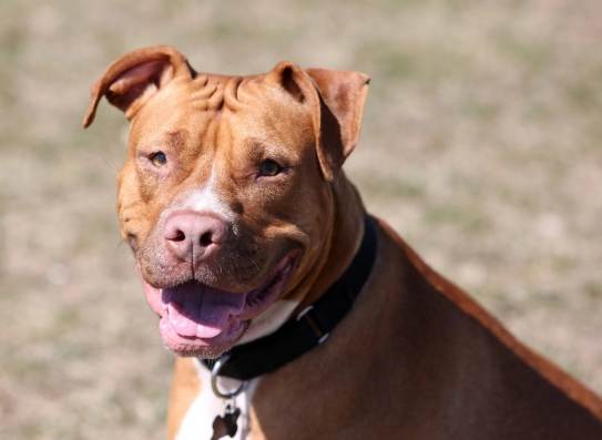 犬類訓練 犬類訓練