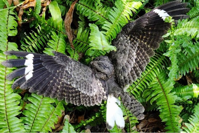 夜鷹 老鷹 區別 夜鷹 老鷹 區別