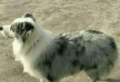 澳大利亞牧羊犬掉毛 澳大利亞牧羊犬掉毛