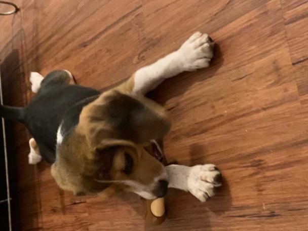 米格魯犬領養流程