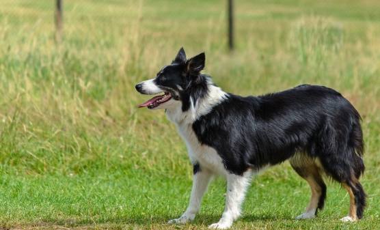 澳牧聰明度 澳牧聰明度