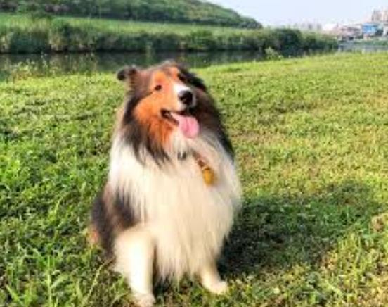 喜樂蒂牧羊犬性格 喜樂蒂牧羊犬性格