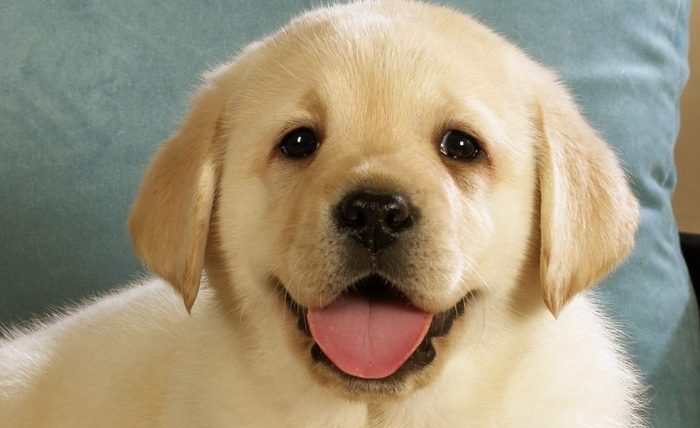 離世寵物溝通問題範例