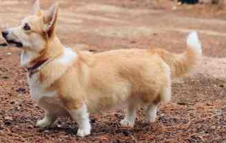 狗心臟病照護 狗心臟病照護