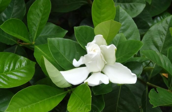 小雛菊與洋甘菊比較 小雛菊與洋甘菊比較