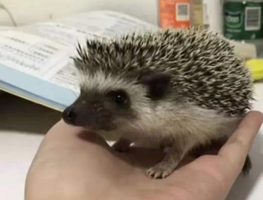 如何避免刺蝟咬傷