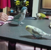 母文鳥唱歌 母文鳥唱歌