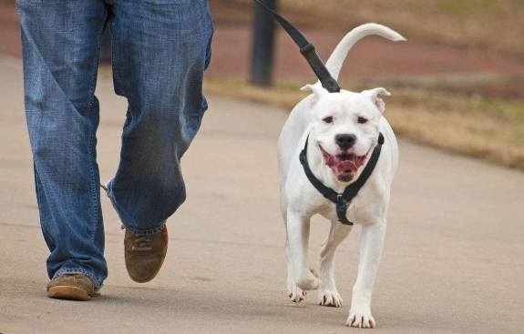 遛狗技巧 遛狗技巧