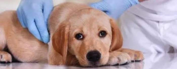 狗狗下消化道出血原因