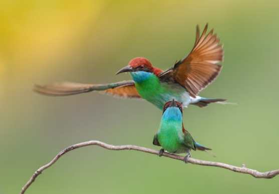 鸟类过冬行为 鸟类过冬行为