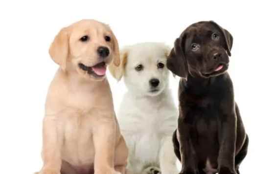 拉布拉多犬壞處