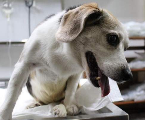 絕育對狗的負面影響