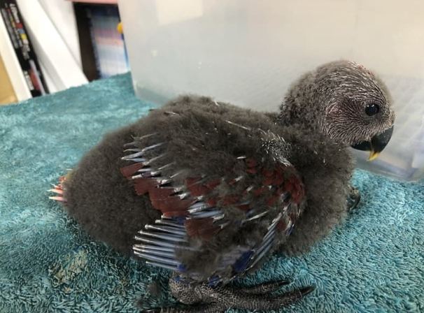 幼鳥餵食方法 幼鳥餵食方法