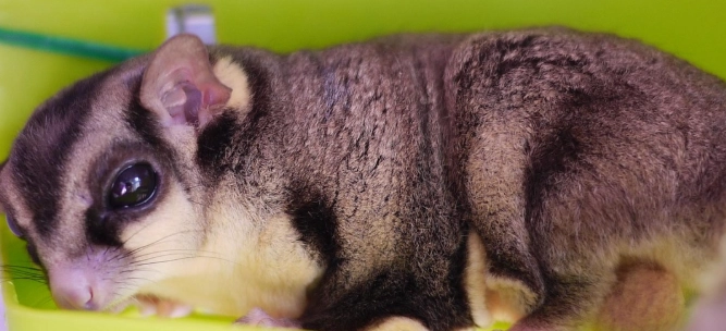 蜜袋鼯突然不動怎麼辦？急救處理、原因解析與預防指南