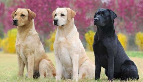 拉布拉多犬毛色 拉布拉多犬毛色