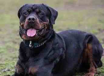 羅威納飼養成本 羅威納飼養成本