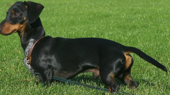 養臫腸狗注意事項 養臫腸狗注意事項