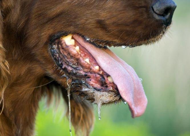 狗咬傷狂犬病預防 狗咬傷狂犬病預防