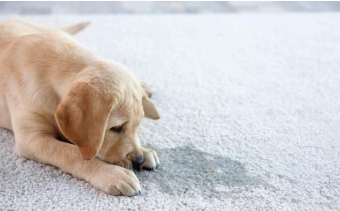 寵物急救處理 寵物急救處理