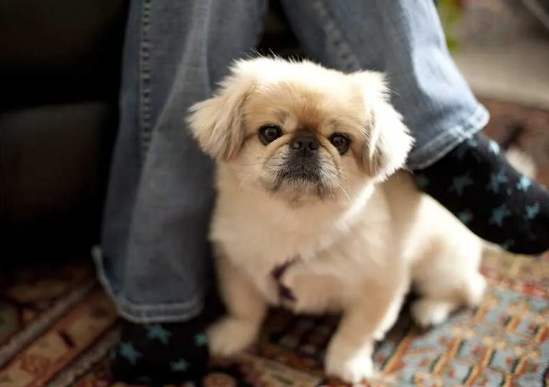 狗狗呼吸急促原因 狗狗呼吸急促原因