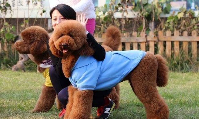 巨型貴婦狗飼養 巨型貴婦狗飼養