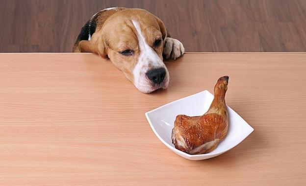 寵物粥好處 寵物粥好處