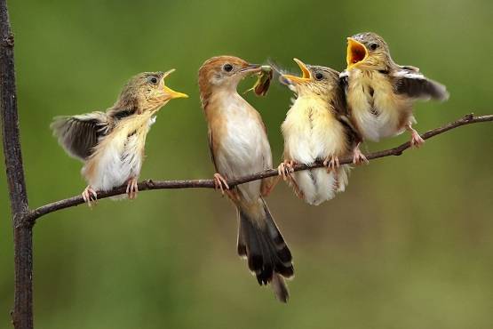 鳥類餵食技巧 鳥類餵食技巧