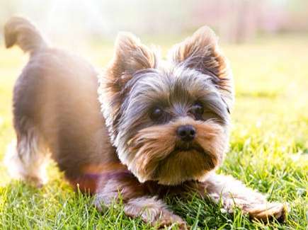 迷你犬推薦 迷你犬推薦