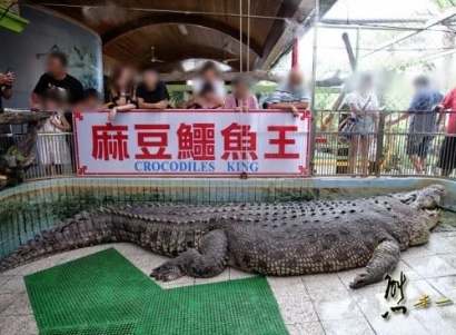 鱷魚農場交通方式