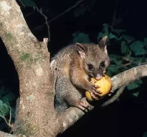 蜜袋鼯餵食方法 蜜袋鼯餵食方法