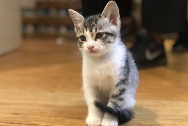 幼貓屁屁臭怎麼辦？原因解析與實用解決方案大全