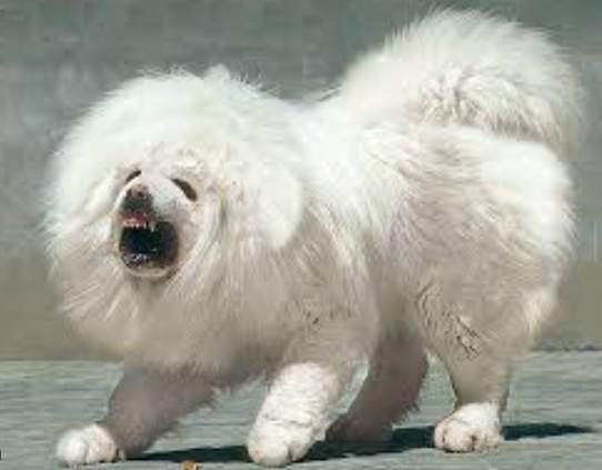 飼養藏獒 飼養藏獒