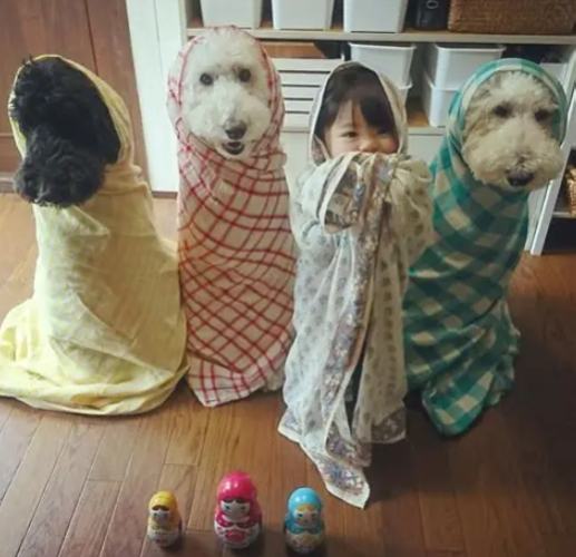 巨型貴婦狗飼養 巨型貴婦狗飼養