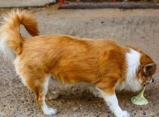 狗狗吐異物原因 狗狗吐異物原因