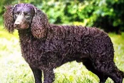 水獵犬種類 水獵犬種類