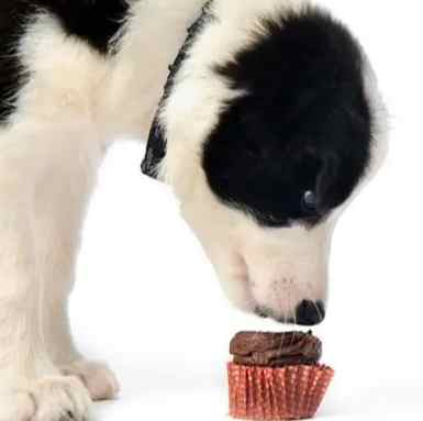 狗狗吃到巧克力處理