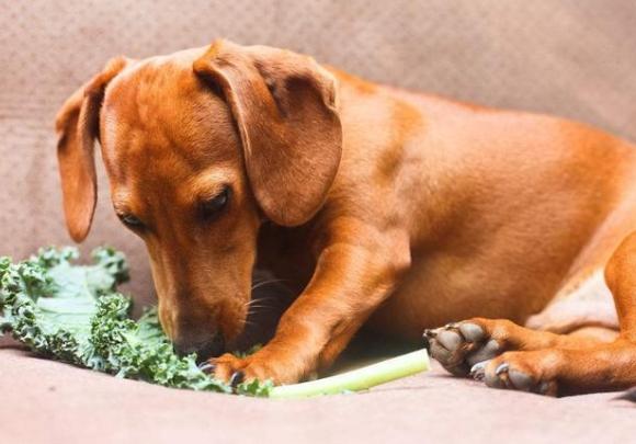 狗吃莧菜安全嗎 狗吃莧菜安全嗎