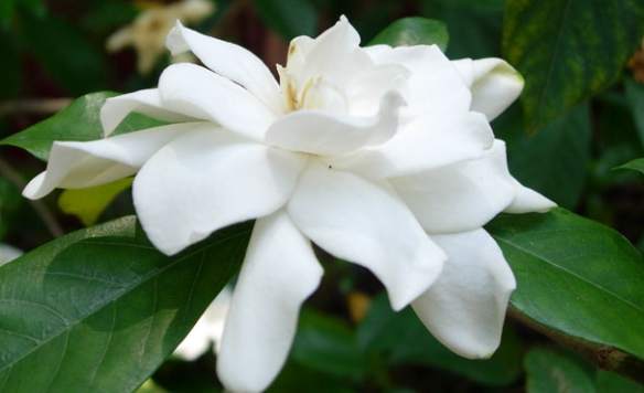 洋甘菊小雛菊差異 洋甘菊小雛菊差異