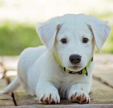 狗心臟病照護 狗心臟病照護