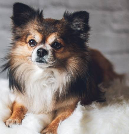 小型犬健康护理 小型犬健康护理