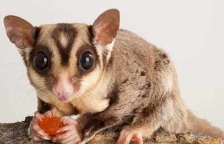 蜜袋鼯饲养 蜜袋鼯饲养