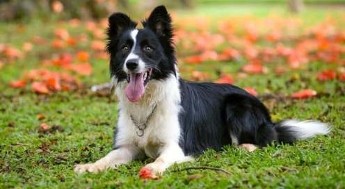 边境牧羊犬饲养 边境牧羊犬饲养