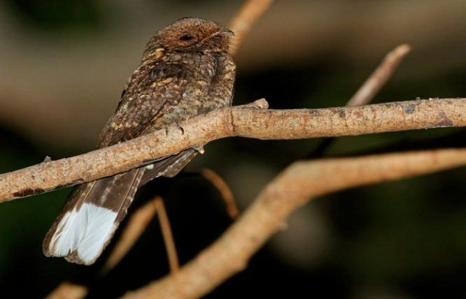 夜鷹是 外來 種 嗎