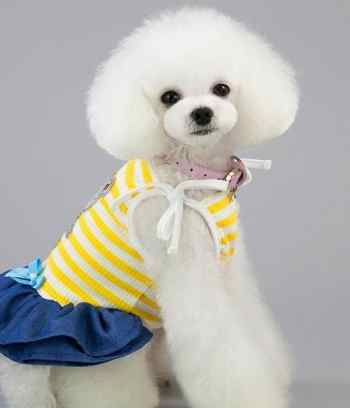 小型犬飼養 小型犬飼養