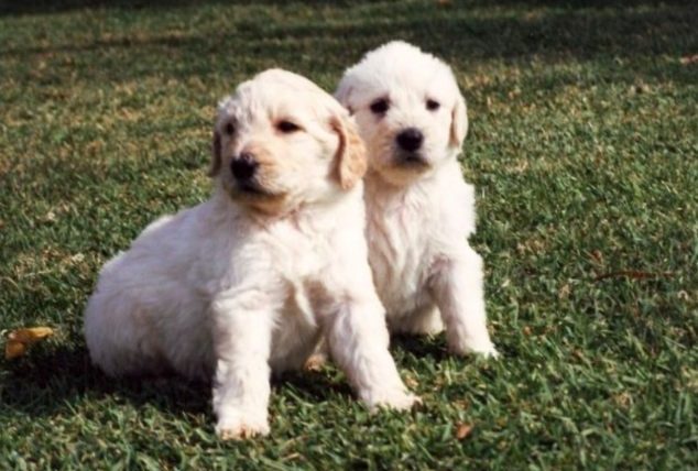 拉布拉多貴賓狗