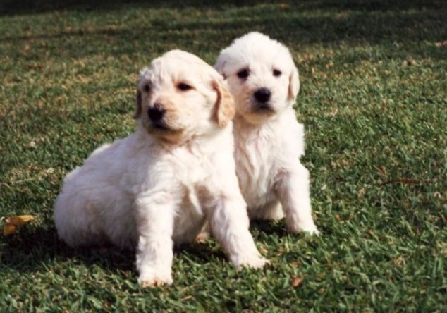 拉布拉多貴賓狗飼養