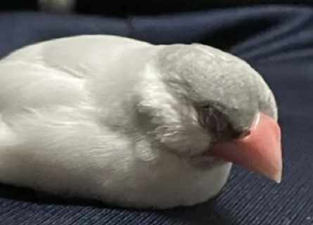 文鳥臨終症狀 文鳥臨終症狀