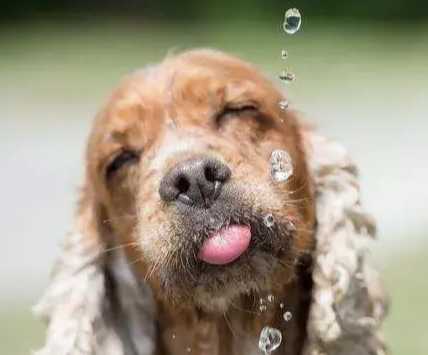 寵物飲水安全 寵物飲水安全