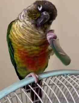 鸚鵡難產症狀 鸚鵡難產症狀