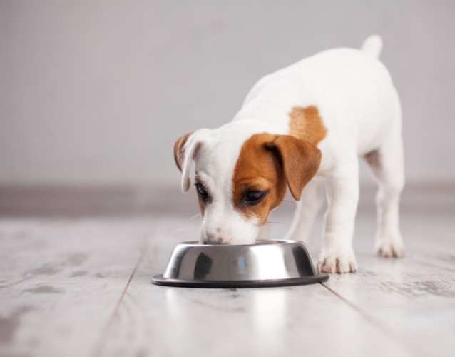 狗狗飼料轉換指南 狗狗飼料轉換指南